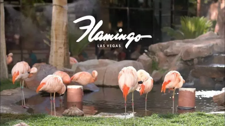 The Flamingo Wildlife Habitat