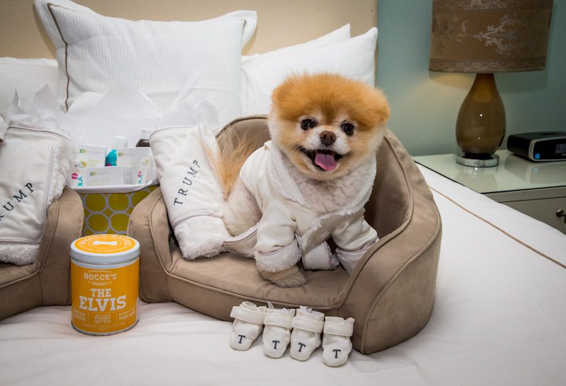 Boo – “The World’s Cutest Dog” at Trump Las Vegas