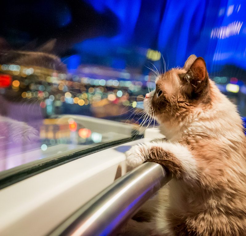 Grumpy Cat Photos Riding The High Roller Observation Wheel