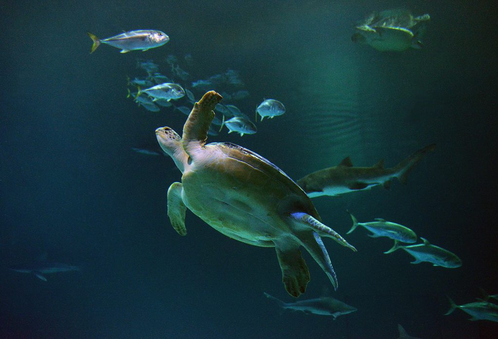 Mandalay Bay Shark Reef Aquarium - Photo Credit Darrin Bush of Las Vegas News Bureau