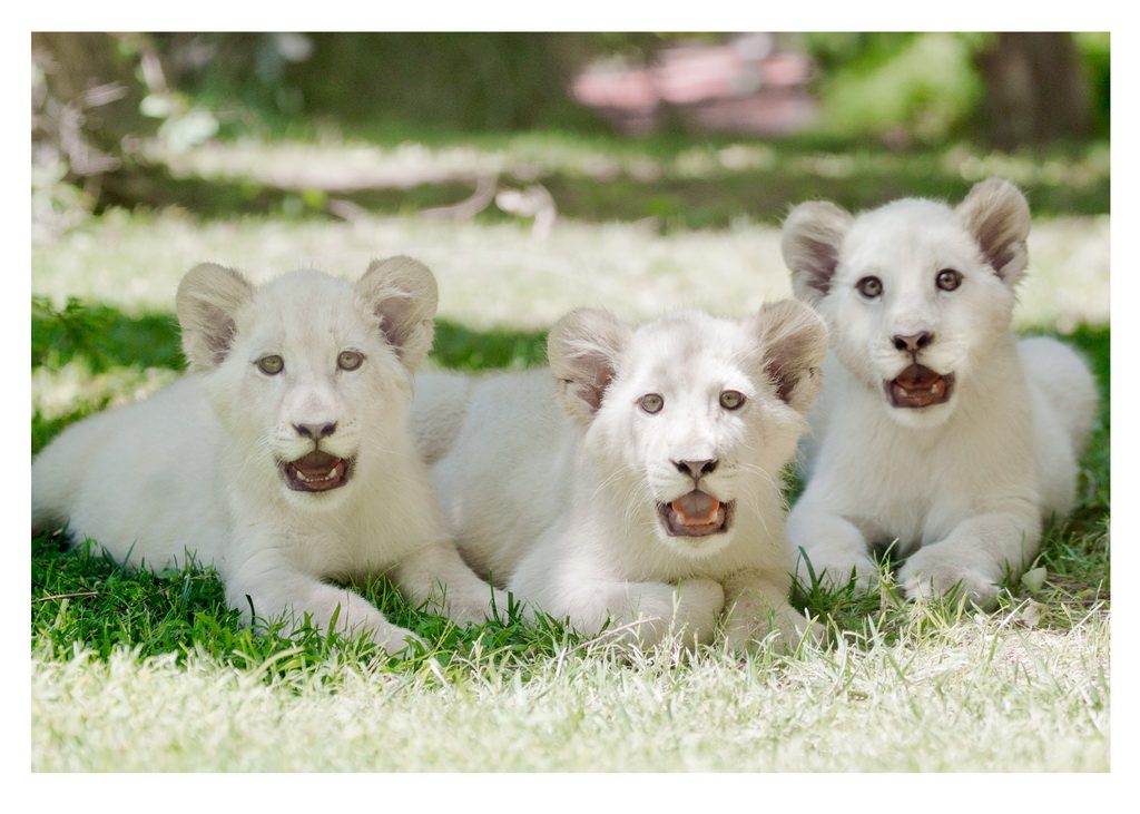 Siegfried & Roy Welcome 3 White Lion Cubs To The Mirage