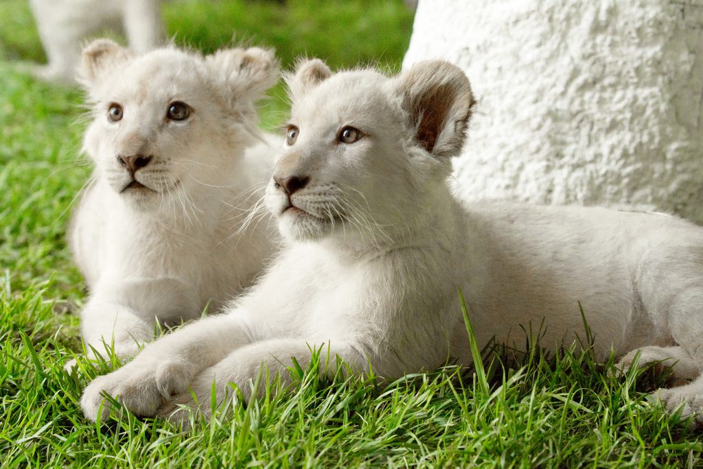 Timba-Masai (L) and Freedom (R) rest under a tree at Siegfried & Roy’s Secret Garden