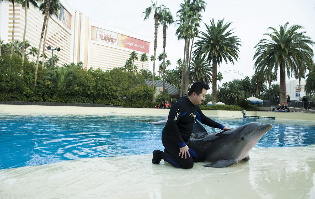Surprise Winner Enjoys Dolphin Habitat’s “Trainer for a Day” at The Mirage Hotel & Casino - LVCVA