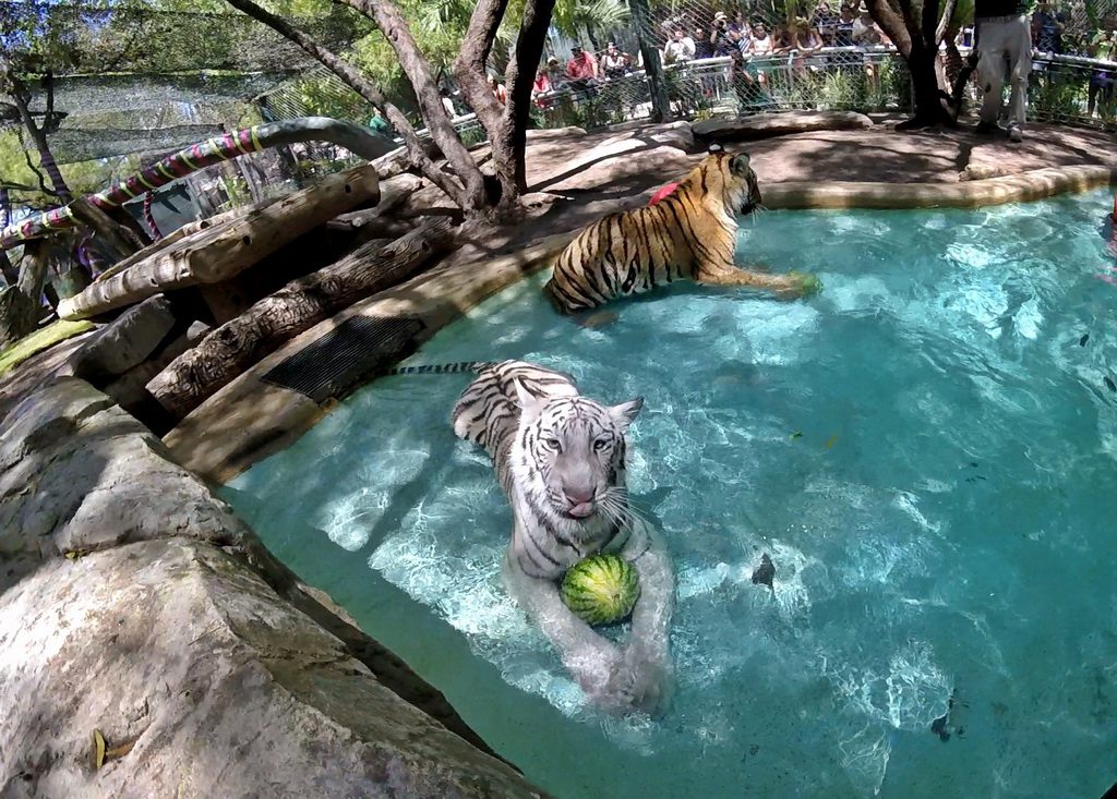 Secret Garden & Dolphin Habitat Tiger Cubs