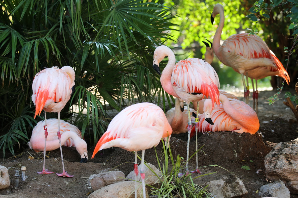 flamingo wildlife habitat vegas