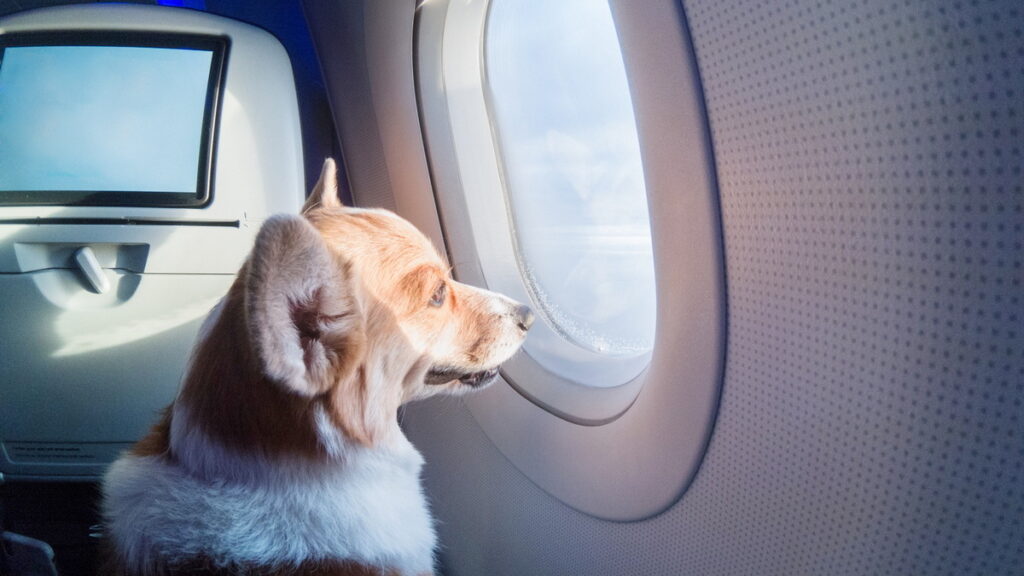 Pet Friendly Hotels and Airlines
