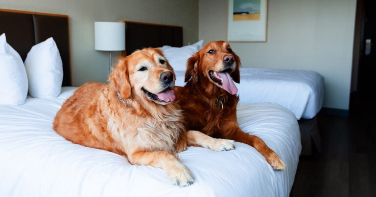 Pet Friendly Hotels and Airlines