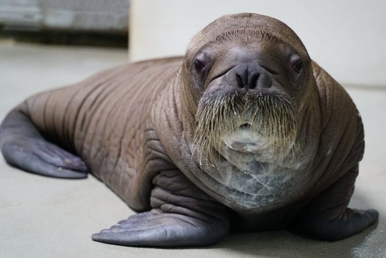 SeaWorld Orlando Proudly Welcomes Whiskered Baby Walrus