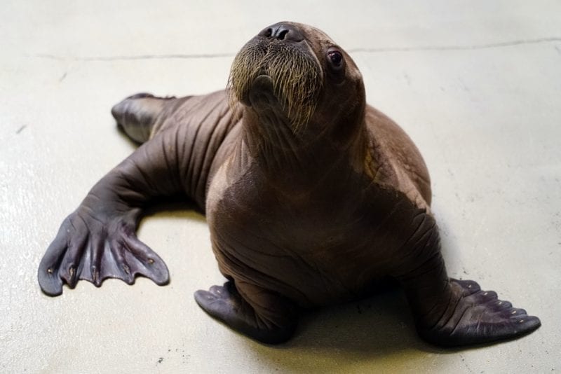 Baby Walrus at SeaWorld Orlando