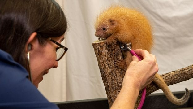 Disney’s Animal Kingdom Welcomes a Baby Porcupine